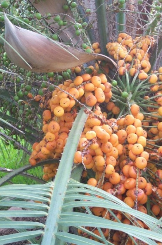 Pindo fruit clusters